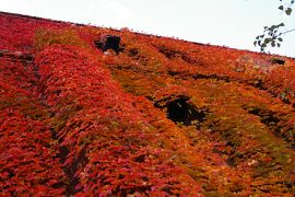 北海道大学キャンパス内の自然