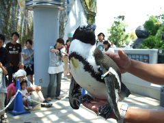 八景島にあざらしの赤ちゃんを観に行ったよ！