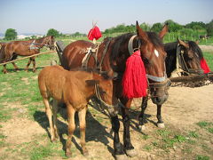 2007年ルーマニア旅行第11日目(1)：シゲット・マルマッツィエイの動物市場