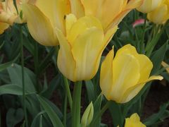 2007年春のオランダ・ベルギー?