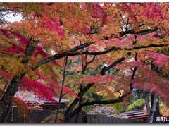 高野山参拝と紅葉