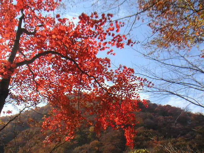 山梨の西沢渓谷に行ってきました。<br />紅葉としては少し遅くて残念でした。<br />駐車場から入り口ぐらいまではなかなか良かったのですが、七ツ釜五段の滝周辺やトロッコ道は少し遅かったように思いました。紅葉って難しいですね。<br /><br />おまけに日曜日だったので大混雑で、なんとも哀しい気分になりました。七ツ釜五段の滝手前でほとんど動か無くなってしまい大変でした。中間地点までずっと渋滞でお昼を食べる機会もなくしてしまいました。逆周りの人は少なかったのでトロッコ道側から渓流側に向かったほうが正解だったかなと後から思いました。<br /><br />初夏の西沢渓谷はこちら→http://4travel.jp/traveler/first-step/album/10082134/<br />