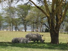 ケニア旅行記 １　ナクル国立公園　