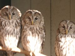 ケニア旅行の余韻　姫路動物園　06秋