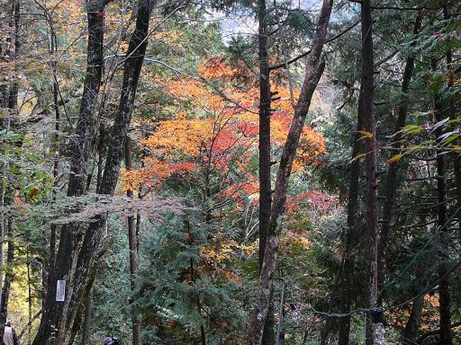 紅葉～求めてドライブ～♪<br />岐阜県中津川市付知峡へ、紅葉には早かったので下呂方面に抜けて、４１号線中山七里の紅葉も見て来ました。