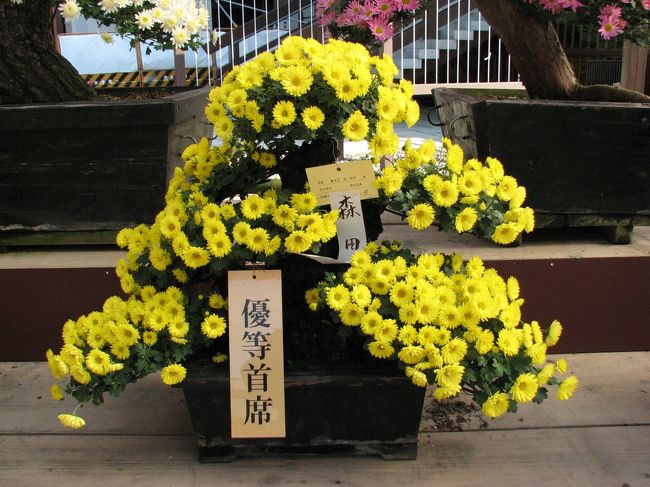 成田山の菊花展は、明治16年より続く伝統行事で、成田山菊花会のご奉納による盆栽や懸崖・鉢物など多種多様な菊花を10月下旬から約1ケ月展示されます。<br />会場は、成田山新勝寺の大本堂西側(釈迦堂周辺)で、毎年多くの優秀花が出品され、愛好家から高い評価を受けています。