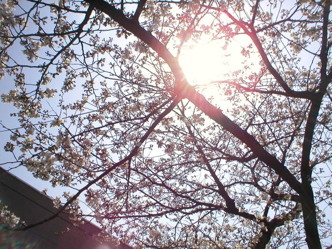 京都は子供の頃の修学旅行以来、数十年ぶりでした。結婚前に、主人と行きました。とても良い思い出になりました。桜の時期にあたるように計画を立てたけど、やっぱり難しいですね。あんまり咲いてませんでした・・・。