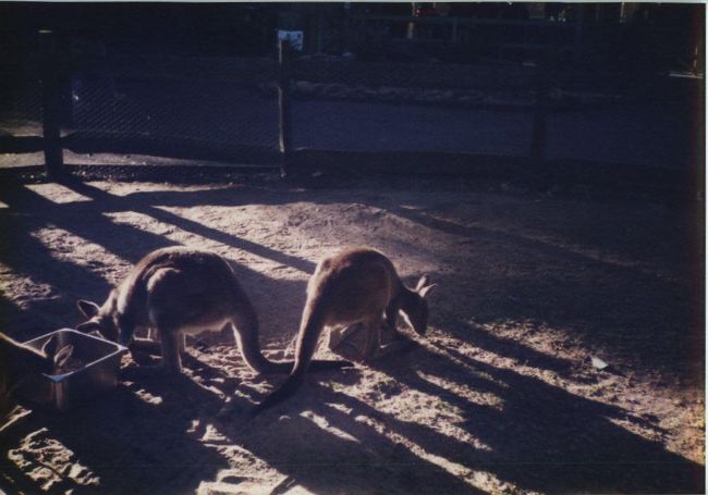 オーストラリアは動物の楽園です。カンガルーやコアラは他の場所では会えません。そしてシドニーも素敵な町です。