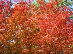 仁比山神社の紅葉