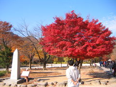 韓国の紅葉