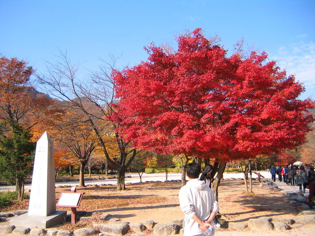 　韓国はこれまでも何度か行ったことがあったのですが、東海側の束草(ｿｸﾁｮ)は初めてでした。ソウルの高速バスターミナルから約３時間半で到着します。今別ルートで高速道路を作っていて、それが出来ると２時間台で行けるようになるそうです。<br />　束草は海と山が比較的迫っていて、ちょうどその中間に都市が広がっている感じかな。海あり山あり湖ありで想像していたよりずーっときれいなところでした。もちろん海鮮料理も美味く、また辛子明太が安くて美味く、市場でキロ1,500円位で購入できました。<br />　世界遺産で韓国の名山の一つ雪嶽山(ｿﾗｸｻﾝ)に近く、また「秋の童話」の渡しのシーンなどのロケ地でもあるそうでした（行ってから知りました）。雪嶽山は日本の上高地みたいな感じで、ちょっとピークは過ぎていましたが紅葉がすごくきれいでした。<br />　来年には新潟から定期航路ができるそうで、次回は船で行ってみたい、また来てみたいところです。<br />