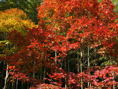 嵐山紅葉散策　１    KYOTO - Arashiyama area