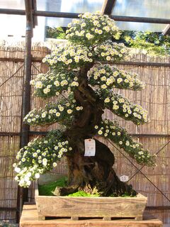 2007秋、名古屋城菊花展(3/3)：大型の盆栽風の仕立て、各種の盆栽風の仕立ての菊