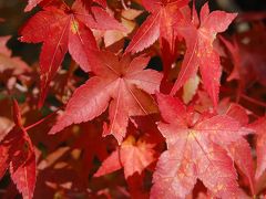 紅葉の京都