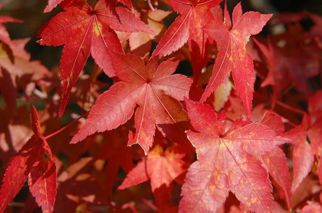 今年は暖冬で紅葉の時期が遅れましたが、<br />それなりに綺麗な色を放ってました！