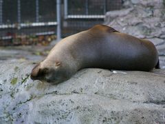 上野のお山の動物たち