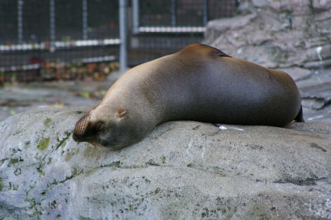 上野のお山の動物たち