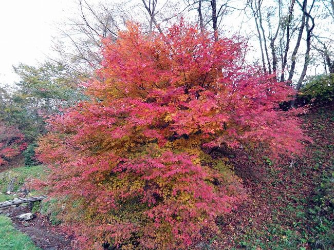 11月に入り気温が下がり始め、紅葉もかなり進みました。背振山系には自然のままの雑木林も残されていて、見事な景色を楽しむことができました。