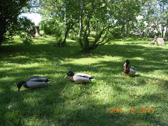 Finland in 2007 vol.3 ～スオメンリンナ島（海上要塞）～