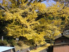 紅葉の九重・阿蘇旅行