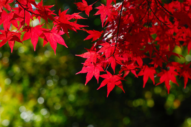 宮島.。o○<br />紅葉真っ盛りの宮島へ行って来ました。<br />紅葉谷は紅葉が最高潮でした。<br />今月末までは楽しめると思います。<br />天気に恵まれ最高でした。<br />例年より色づきが悪いとのことですが，行ってみなはれや〜〜〜。<br />きっと満足すると思います。