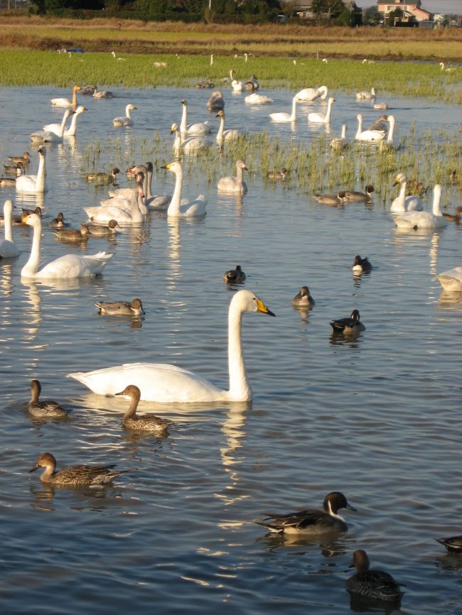 千葉県に住む従兄弟の家に遊びに行きがてら、本埜村という白鳥飛来地に白鳥を見に行ってきました。<br /><br />３連休の初日ということもあり、外環・常磐道・さらには国道までも混んでいて、たっぷり２時間かかってしまいました。<br />本埜村というのは成田空港や印旛沼に近いところにあるらしいのですが、車で連れていってもらったので正確な場所がよくわかりません…。詳しい場所が知りたい方は↓へどうぞ。<br />http://www.vill.motono.chiba.jp/swan/index.html<br /><br />東京から程近いところに白鳥が飛来するところがあるなんて、全然知らなかった私。上記ＨＰによりますと、平成４年に白鳥が飛んでいるのを発見した人が、餌付けをしたところ、毎年飛来するようになったそうです。<br /><br />普通は池とか湖に来るイメージがありますが、ここ本埜村では水田に来るんですよぉ。<br />今年は１１月になってから来たらしく、まだ１００羽ちょっとしか来てませんでしたが、多い時には８００羽以上も来るらしいです。従兄弟の家では近いこともあって何回か見に来たことがあるそうですが、８００羽も来た時には一面真っ白でそこだけ雪がふったかのように見えたそうです。<br /><br />こんなに間近で白鳥を見たことはなかったのでビックリ。<br />もっとたくさん飛来した時にまた見に来たいなぁ。<br /><br /><br /><br /><br />