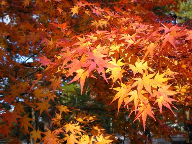 昨年に続き今年も紅葉の季節の京都を満喫してきました♪<br /><br /> ☆ 旅のPhotoレポート : <br /> http://homepage3.nifty.com/bon_voyage/report.htm
