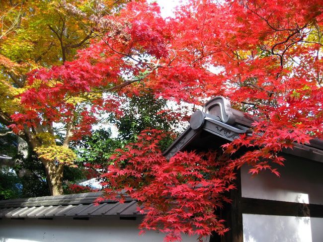 京都の紅葉は、スケールが半端ではなかった！！<br />さすが！さすが！！で見とれてしまいました。行くところ行くところ・・・境内は広いし！！紅葉もひろい〜〜！！<br />あちこち・・・！！夢中で歩き回ってきました！！<br />ただ、人の多さにはへこたれた・・？！<br />