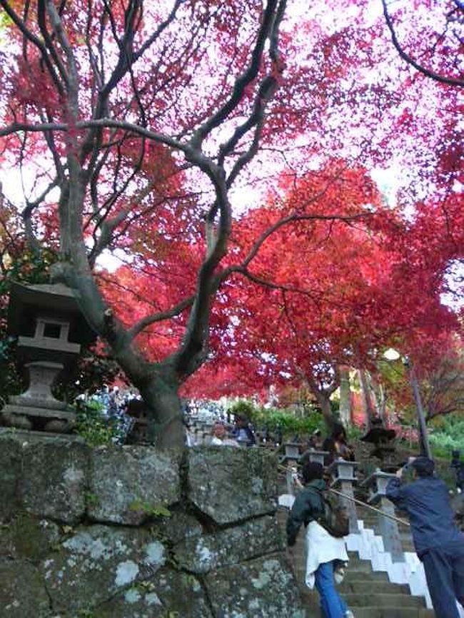 友人のKTからハイキングをしたいと聞き、よし行こう!!と紅葉も楽しめる丹沢山地の大山に行ってきました。<br /><br />♪ハイキングメニュー♪（当初の予定）<br />ケーブルカーで途中まで上り、そこから約3時間の見晴らし台コースで山頂（1,252m）を目指し、見晴らし台を経由して下山。<br /><br />都内を9時半に出発し、東名東京ICから厚木西ICへ。<br />厚木西ICからおそらく30分くらいの距離だと思うのですが、大山の駐車場が大渋滞。<br />臨時駐車場として大山小学校が解放されているとは知っていたものの、いつのまにか通り過ぎていたらしく結局ケーブルカー最寄の第1駐車場に並んでしまいました。<br />大山小学校から、第1駐車場までシャトルバスも頻繁に出ていたみたいなので、ほんとに後悔…<br />でも並んだからには仕方がないと待つこと2時間!!<br />大山付近には11時くらいには到着していたのに、駐車場に入れる事ができたのが13時過ぎ。<br /><br />ちょっとげんなりでしたけど、気を取り直してハイキングと思っていたのも束の間、ケーブルカーが大行列。<br /><br />この時点で当初のコースをあきらめ、ケーブルカーに乗らないでケーブルカー終点の下社駅まで1時間の登山をして、下山してくるハイキングメニューに変更。<br />コースも時間も短縮となってしまいました（涙）<br /><br />しかし、このコースも充分疲れるコースで、ハイキングには満足♪<br /><br />行きは女坂、帰りは男坂を選んだんですがこの選択も良かったです。<br /><br />〜女坂〜<br />駐車場から歩いてこま参道を通り、ケーブルカー麓の駅から女坂へ。<br />もくもくと階段を登ること30分。雨降山大山寺に到着。<br />本堂前の紅葉が真っ赤に色づいていてとてもきれい。<br />石段の上が紅葉なので、まるで紅葉のトンネルです。<br /><br />そこからさらに登ること30分。大山阿夫利神社の下社に到着。<br />人もいっぱいいましたが、景色もきれいに見ることができました。<br />阿夫利汁という豚汁みたいなものが接待所で出されていて、いただいてみました。<br />あったかくて、とってもおいしかったですよ。ちなみに100円です。<br /><br />女坂の登山は思ったよりきつかったです。足元も危ないし。<br />ちょっと疲れましたが、いい運動。<br /><br />〜男坂〜<br />阿夫利神社でのお参りも済ませて、帰りは男坂で下山。<br />さすが男坂！傾斜もきつくて階段にはなっていますが、石・岩を積み重ねた階段なので足元が危ない。<br />すべらないように慎重に歩いていましたが、私と友人それぞれ1回ずつ滑ってしまいました(*_*)<br />男坂で登るのはかなりつらいと思います。<br />下山はたったの20分。最後の方は足がプルプルしてました…<br /><br /><br />と、まあこんな感じで1時間半ほどのハイキングを楽しみ、帰りはこま参道でいのしし釜めしをいただきました。<br />これがまた絶品!!おいしかったです。<br /><br />こま参道はお土産屋さん、食事処、旅館などがあります。<br />焼き立てのお煎餅を売っているお店があって、帰り絶対買おうと思っていましたが、ここも行列で買うのを諦めました（涙）<br />すごい香ばしい良いにおいでおいしそうでしたよ〜。<br />あとは、おいしそうな柿、みかんを売っていたり、参道全体が賑わっていました。<br /><br /><br />次は見晴らし台コースに挑戦し、焼き立てお煎餅を食べたいな♪<br /><br /><br />※デジカメを忘れてしまい、すべて携帯カメラでの撮影。<br />