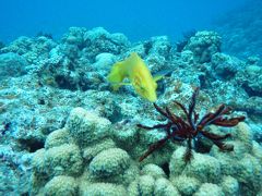 ナハッ！おともで参る・其の弐