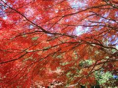 秋を訪ねて･･･鳳来寺山もみじまつり