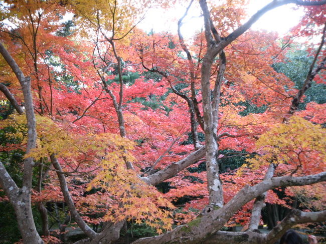 岡山から大阪・なんばまでの高速ﾊﾞｽの回数券の期限切れが迫る中、そうだ！11/23〜11/25の三連休は妹ﾌｧﾐﾘｰがいる奈良へ行こう！<br />電話をかけて聞いてみると、丁度その頃が紅葉の見頃を迎えるとの事。<br />今年の紅葉の見頃は遅れてるみたいですねぇ。<br />まさか、この時期に見れるなんてねぇ。<br />地球温暖化で季節が微妙にずれてきてるのかしら、、、と心配しつつも、お天気に恵まれ綺麗な紅葉を見ることができました。<br /><br />一日目は、依水園→大仏池→東大寺(裏)→二月堂→若草山→春日大社→ささやきの小径　と、普段余り歩かない生活なのに、頑張りました。(後日、足筋肉痛になる）<br />
