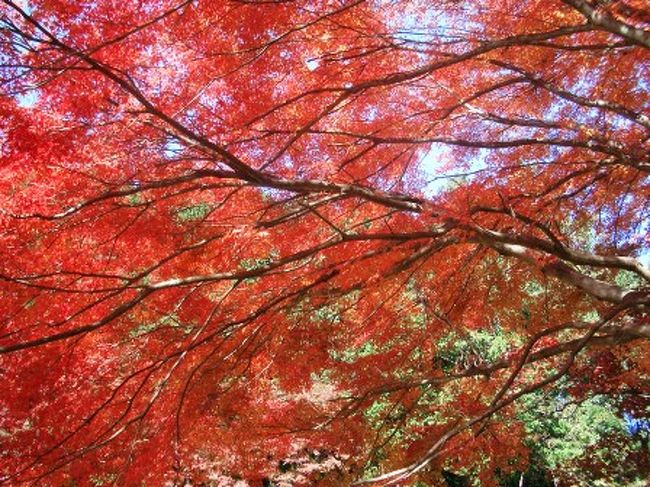 秋を訪ねて 鳳来寺山もみじまつり 鳳来峡 湯谷温泉 愛知県 の旅行記 ブログ By Sportcrossさん フォートラベル