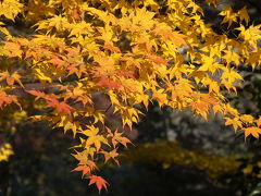 正法寺の紅葉