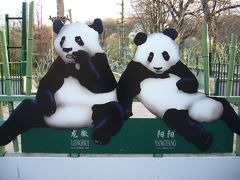 wien panda