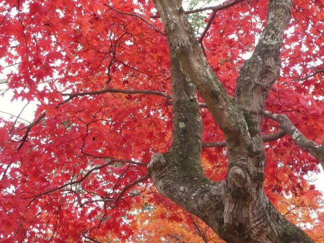 兵庫県西播磨の紅葉名所を巡ってきました。<br />中国道山崎ＩＣを出て近くの最上山「もみじ山」へ、そこから揖保川沿いを南下、東山公園そして龍野公園と紅葉満喫のドライブでした。<br /><br />先ずは宍粟市山崎町の最上山「もみじ山」へ。<br />駐車場から山道を少し登るとすぐに真っ盛りの紅葉がお出迎え！<br />自然繁殖したカエデ群集は見応え充分。竹林とのコントラストも見事。<br />