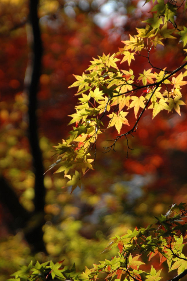 11月の3連休の中日。<br />シーズン真っ盛り！超有名所の京都紅葉名所を一日で回ってきました。<br />東福寺→嵯峨野地区（天竜寺→常寂光寺→祇園寺→宝筐院）→東山地区（南禅寺→永観堂）<br /><br />人間の大移動を見に来たの？？と錯覚するくらいの激込みぶりでしたが・・（笑）。<br />でも、しっかり紅葉真っ盛りの赤・黄色・緑の素晴らしい紅葉を見てきました〜。<br />美しい日本を再発見！！<br /><br /><br />