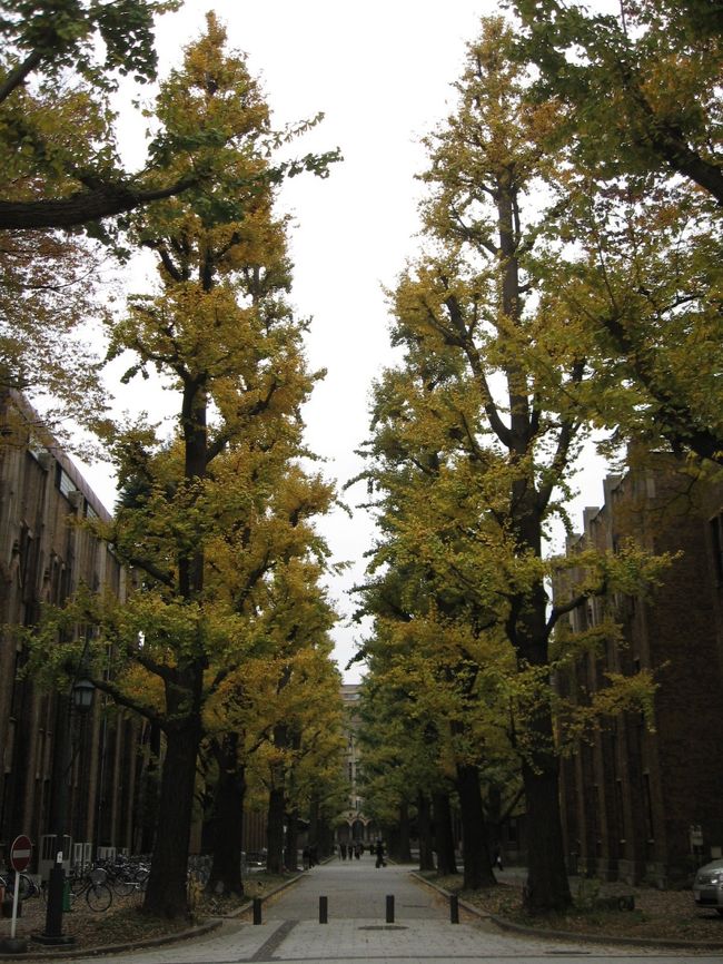 今日は上野西洋美術館の『ムンク展』を見る日。<br />今年も東京大学の銀杏と上野のお山の紅葉を鑑賞しつつ『ムンク展』に向かいました。<br />紅葉が年々遅くなっていますが、さて、どうでしょうか。。。<br /><br />写真は東大正門近くの銀杏。