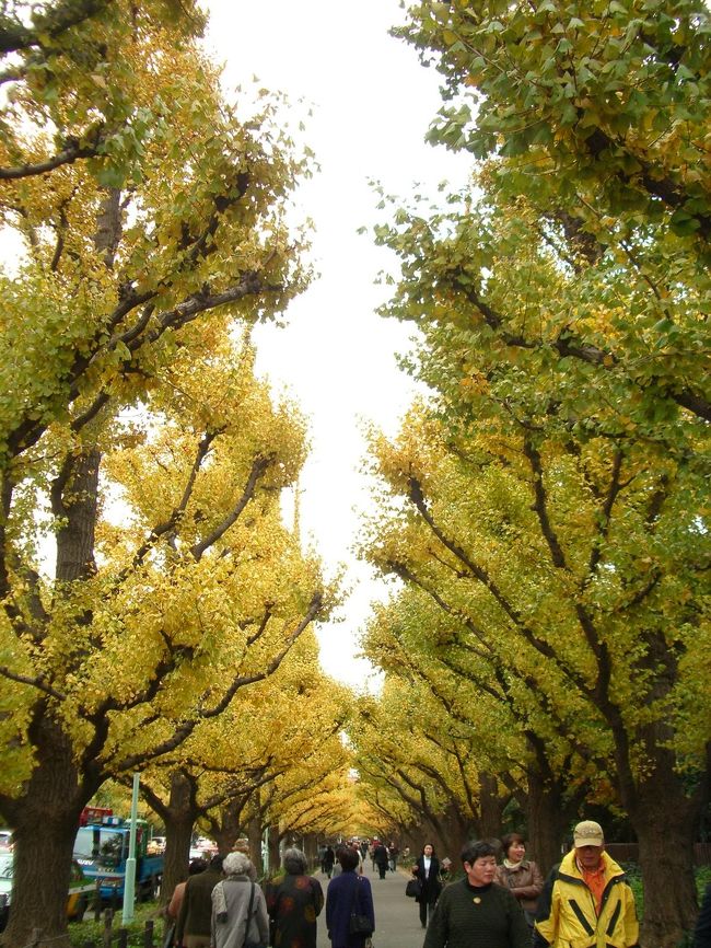 秋の東京満喫企画第7弾は、秋の紅葉を味わいに【明治神宮外苑】へ行ってきました。<br /><br />自宅マンションの周辺も紅葉が綺麗で、もしかしたら神宮外苑の銀杏並木も紅葉が見頃かもしれないという事で、早速行ってみました！！<br /><br />久しぶりの夫婦揃っての平日休みという事もあり、ちょっと気になっていた東京オペラシティーアートギャラリーで開催中の「北欧モダン展」にも行ってみました。<br /><br />帰りがけに新宿高島屋に立ち寄りましたが、イルミネーションがとっても綺麗！！<br />いよいよクリスマスシーズン到来で、街のライトアップが始まりました。<br /><br />★旅行形態：紅葉＆季節の移り変わり<br />★お世話になったWeb：<br />○神宮外苑銀杏並木　http://www.jalan.net/jalan/doc/theme/koyo/13_koyo07.html<br />○SELAN　http://www.kihachi.co.jp/rest/selan_m/rest004.html<br />○東京オペラシティーアートギャラリー　http://www.operacity.jp/ag/<br />○新宿高島屋　http://www.takashimaya.co.jp/shinjuku/