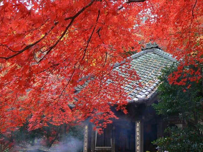 紅葉回廊 高幡不動 日野 昭島 東京 の旅行記 ブログ By もろずみさん フォートラベル