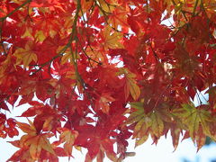 三原の紅葉 2007 佛通寺