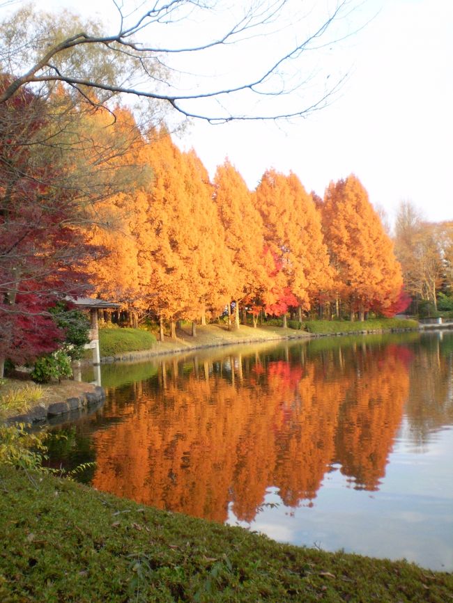 １２月１日「西方ふれあいパーク」の紅葉を見て、<br />そのまま帰るつもりでしたが、前日職場の同僚が<br />栃木県立博物館の紅葉について、京都の寺もすごい<br />だろうが、博物館の紅葉のすばらしさにはびっくり<br />した！日本一かも！などと宣っていたことをふと<br />思いだし、行ってみることにしました。<br /><br />宇都宮といえば、餃子と県庁以外に何があるの？<br />というのが、それまでの私の正直な感想だったの<br />ですが・・・<br /><br />ところが…m(_ _)mでした。<br />やっぱり県庁所在地だけあったのかも？<br />恐るべし、県立博物館！<br />そりゃあ、年月が経てば木も成長し、その地に根<br />を下ろし、それらしくなじんでくるものなのです<br />ねぇ(~o~)<br />青葉若葉の頃は、けっこう行ったこともあるし、<br />夏には緑陰に憩うにはもってこいの場所だという<br />認識もありました。<br />しかし、思えば紅葉の季節に行ったことはなかった<br />のでした！<br /><br />百聞は一見に如かず、人の言には耳を傾けるべし、<br />ということを実感したひとときでした^^;