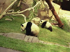 2000年3度目のサンディエゴ⑤Ｓａｎ Ｄｉｅｇｏ　Ｚｏｏ