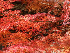 御調八幡宮の紅葉　2007 