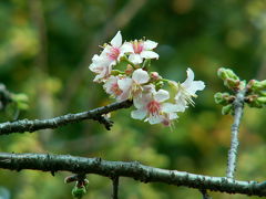 晩秋の桜鑑賞?：12月に咲くヒマラヤ桜を鑑賞しに戸越公園へ