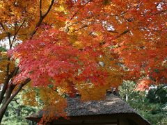 ひとり旅 [189] ミニミニ散歩旅行「縮景園?紅葉」広島県広島市