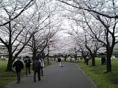 八潮公園の桜