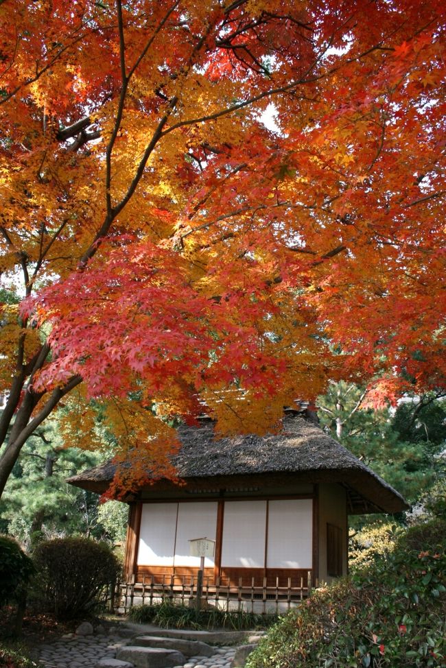 ■ミニミニ散歩旅行<br /><br />　広島市中区「縮景園?」<br /><br />★縮景園<br />　縮景園は、広島藩主浅野長晟（ながあきら）に、元和（げんな）6年（1620）から別邸の庭園として築成されたもので、作庭者は茶人として知られる家老の上田宗箇です。<br />　園の名称は、幾多の景勝を聚め縮めて表現したことによるが、また、中国杭州の西湖を模して縮景したとも伝えられています。−パンフより−<br /><br />【手記】<br />　今日は日曜日ですが、今日もお昼前までお勤めがありましたので、スーツ＆ネクタイの勤務スタイル（＾＾；）でそのまま職場から紅葉本番の「縮景園」へ出動！直行しました。<br /><br />　近きて遠きもの…男女の仲だけではなくて、すぐ傍の名勝もまさにその通り。なんと高校３年生の卒業時に妻を含めた仲間たちと来て以来です。<br /><br />　３回に分けて「縮景園」訪問記のレポをします。<br /><br />　?「縮景園」紅葉<br />　?「縮景園」濯纓池<br />　?「縮景園」亭館<br />