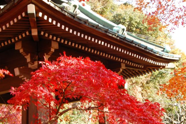 友人に誘われて紅葉の鎌倉へ行ってきました。<br />同じ県に住みながら足を向けた事が無い鎌倉。。。<br />あ、当時遠足で行ったかも。<br />こんなにも魅力的な所だとは知らずに真っ赤に染まる鎌倉を散歩してきました。<br />