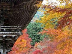奥美濃の紅葉を訪ねて【1】ヤマモミジ三千本の原生林「大矢田神社」
